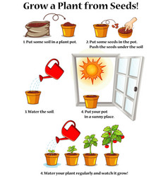 Many potted plants with seeds and sunflowers Vector Image