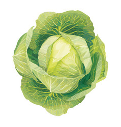 Cabbage Vector Images (over 17,000)