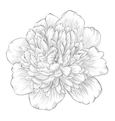 Beautiful monochrome black and white peony flower Vector Image