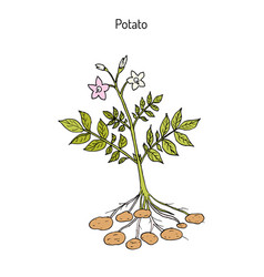 Potato Plant Vector Images Over 5 600