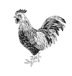 Hand draw watercolor painting sketch cock Vector Image