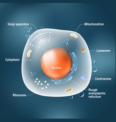 Mitochondrion Royalty Free Vector Image - VectorStock