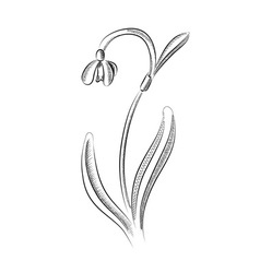 Free Free Snowdrop Svg 801 SVG PNG EPS DXF File
