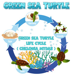 Diagram showing life cycle sea turtle Royalty Free Vector