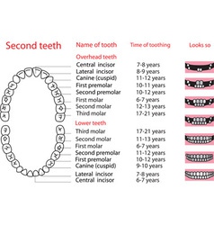 Depicting sequence eruption rimary teeth Vector Image