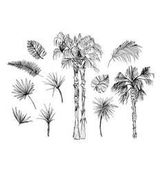 Palm trees silhouettes tropical leaves retro Vector Image