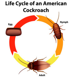 Diagram showing life cycle cockroach Royalty Free Vector