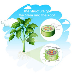 Diagram showing structure stem and root Royalty Free Vector