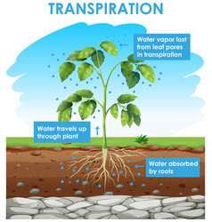 Diagram showing leaf anatomy Royalty Free Vector Image