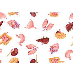 Seamless pattern with internal organs human body Vector Image