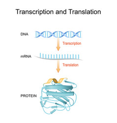 Dna replication protein synthesis transcription Vector Image