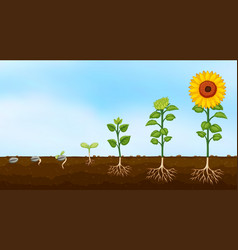 Plant growth process Royalty Free Vector Image