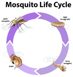 Mosquito Life Cycle Royalty Free Vector Image - VectorStock