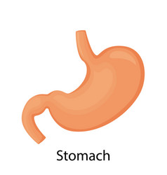 Kidneys of left and right kidney human internal Vector Image