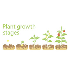 Plant growth stages infographics Royalty Free Vector Image