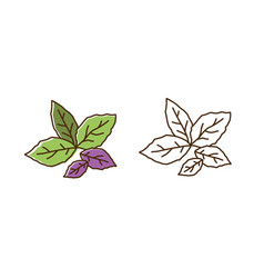 Basil set Royalty Free Vector Image - VectorStock