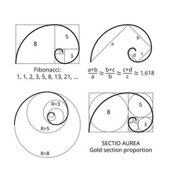 Golden ratio proportion spiral section Royalty Free Vector