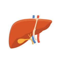 Human Liver Anatomy Royalty Free Vector Image - VectorStock