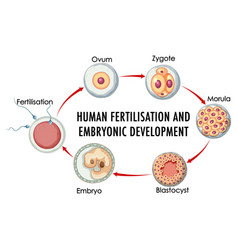 Embryo development image Royalty Free Vector Image