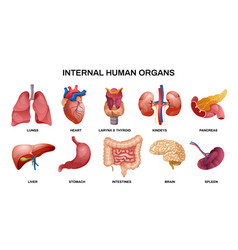 Human internal organs infographic poster Vector Image