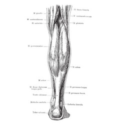 Posterior view of the superficial muscles Vector Image