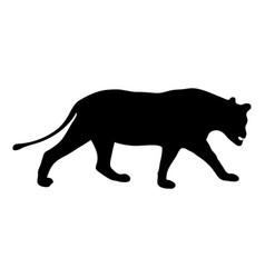 Black silhouette of running tiger on white Vector Image