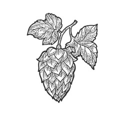 Black and white beer hop doodle Royalty Free Vector Image