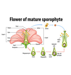 Diagram showing flower of mature sporophyte Vector Image