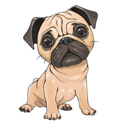 Cartoon pug dog isolated on a white background Vector Image