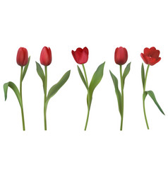 Red tulips isolated on white background close up Vector Image