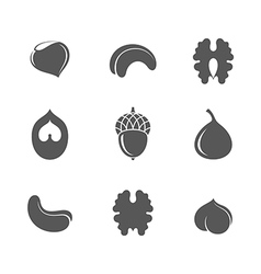 Hazelnut Royalty Free Vector Image - VectorStock