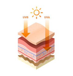 Detailed structure sun Royalty Free Vector Image