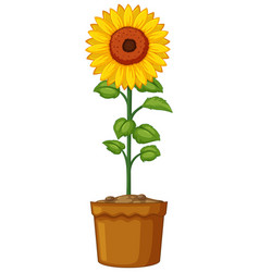 Download Sunflower plant in flower pot Royalty Free Vector Image