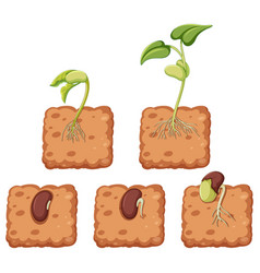 Radish plant under the ground Royalty Free Vector Image