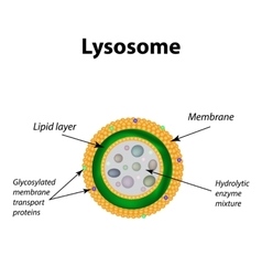 Structure of lysosomes Infographics on isolated Vector Image