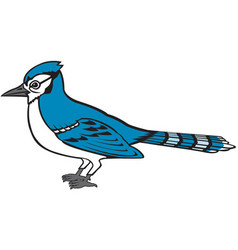 Blue Jays Vector Images (over 290)