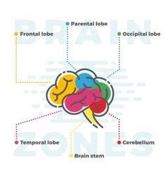 Brain anatomy color scheme Royalty Free Vector Image