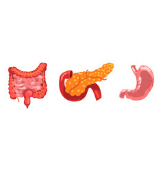 Stomach isolated icon digestive system internal Vector Image