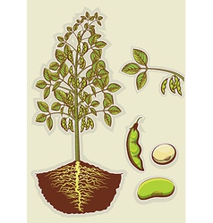 Soybean Plant Growth Stages Infographic Elements Vector Image