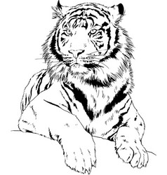 Tiger drawn with ink from the hands Royalty Free Vector