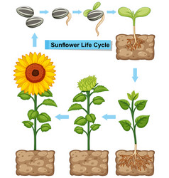 Diagram Showing Moss Life Cycle Royalty Free Vector Image