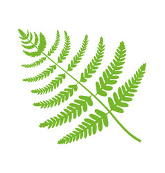Fern Drawing Vector Images Over 4 400