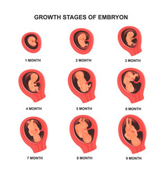 Pregnancy stage 9 month embryo in uterus Vector Image