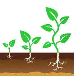 Diagram showing plant growing from seed Royalty Free Vector