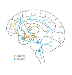 Serotonin and dopamine pathway Royalty Free Vector Image