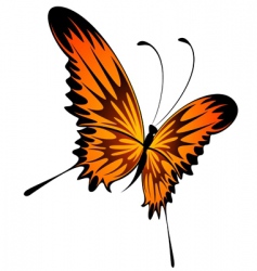 Elegant butterflies Royalty Free Vector Image - VectorStock