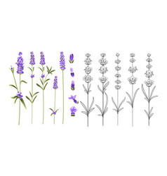 Set lavender flowers elements Royalty Free Vector Image