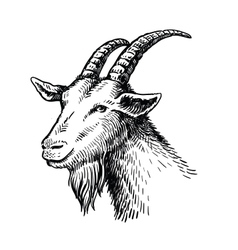 Goat Head Vector Images (over 3,900)