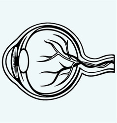 Human eye anatomy diagram Royalty Free Vector Image