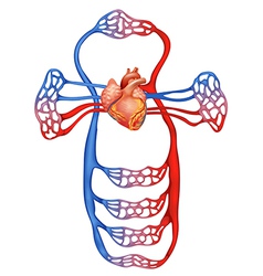 Capillaries Vector Images (over 840)